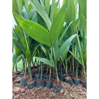 Cây giống cau lùn tứ quý -cau quả tròn -cau ăn trầu -ra quả quanh năm cây cao 30-50cm