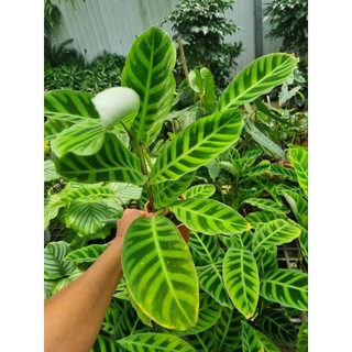 Chậu cây đuôi công thỏ (Calathea zebrina)