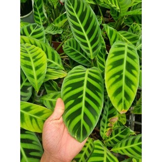 Chậu cây đuôi công thỏ (Calathea zebrina)