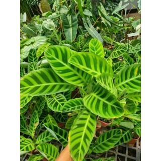 Chậu cây đuôi công thỏ (Calathea zebrina)