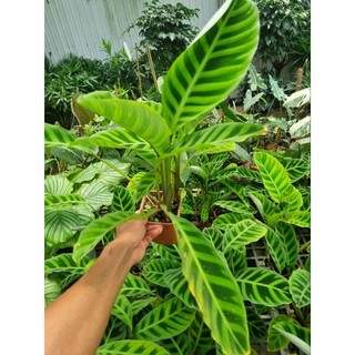Chậu cây đuôi công thỏ (Calathea zebrina)