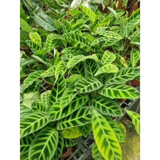 Chậu cây đuôi công thỏ (Calathea zebrina)