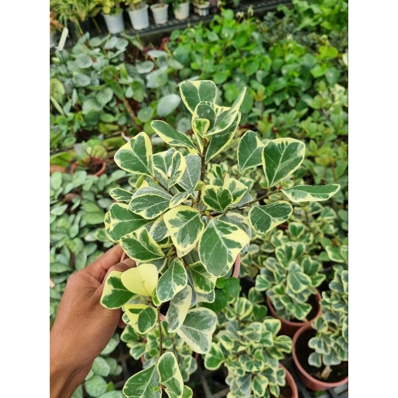 Cây bàn cẩm thạch - Ficus triangularis
