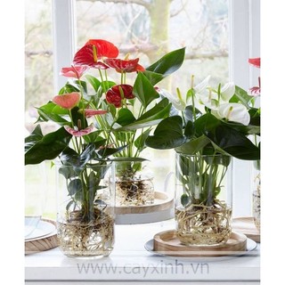 Chậy cây hồng môn (cây trồng thủy sinh)