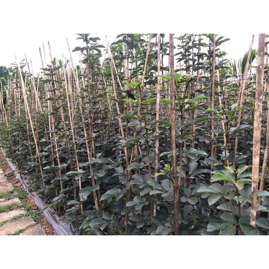 CÂY GIỐNG HOA PHONG LINH VÀNG