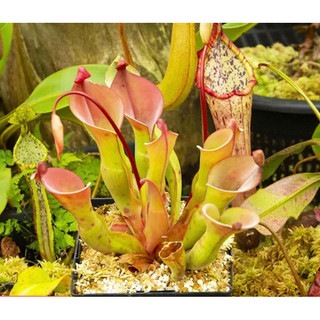 Cây bắt mồi heliamphora nutans