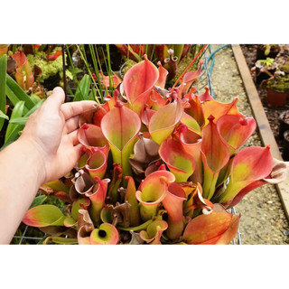 cây bắt mồi heliamphora nutans