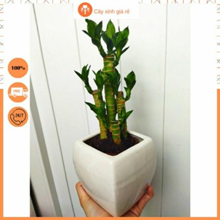 cây trúc phát tài, phát lộc