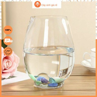 Bình thủy tinh khum trồng cây