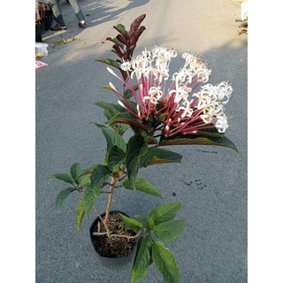 Cây hoa pháo hoa