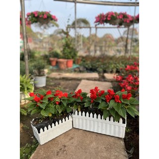 Chậu hàng rào nhựa - dài 59cm, 42cm, 30cm, 20cm, 11cm hàng sẵn, ảnh thật.