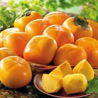 CÂY GIỐNG HỒNG GIÒN