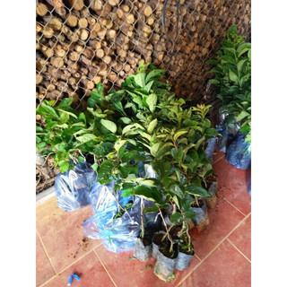 CÂY GIỐNG HỒNG GIÒN