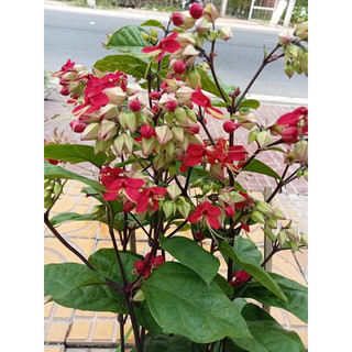 Cây hoa Ngọc nữ bông đỏ
