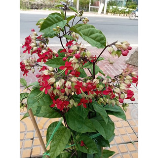 Cây hoa Ngọc nữ bông đỏ