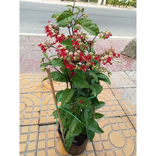 Cây hoa Ngọc nữ bông đỏ