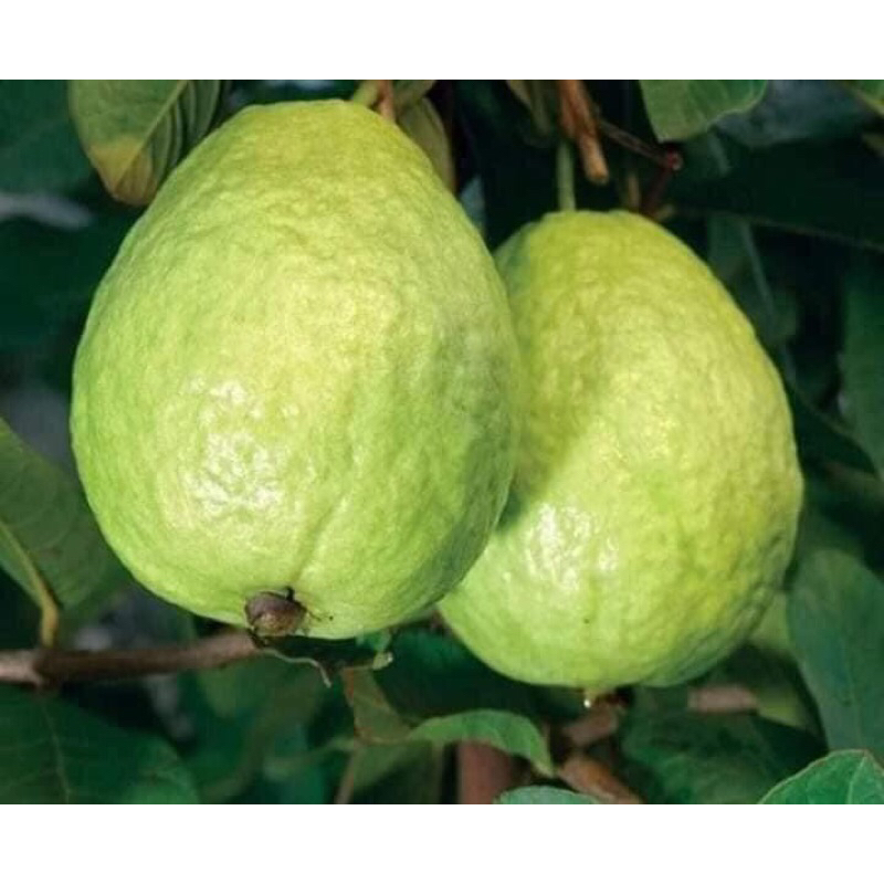 Ổi tươi 1 kg - Ship hoả tốc Hà Nội