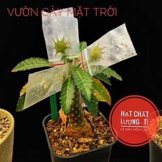 Vcmt -hạt cây mặt trời giống mới lem