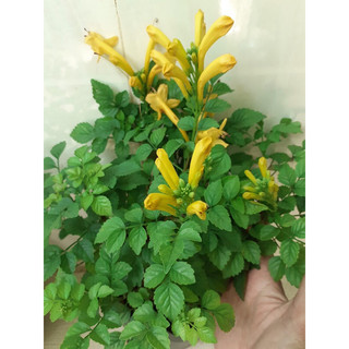 Cây hoa rạng đông/ cây chùm ớt