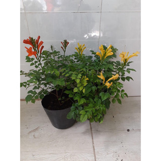 Cây hoa rạng đông/ cây chùm ớt