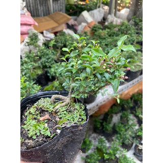 Cây hồng ngọc mai