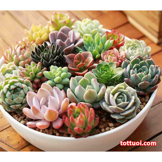 Hạt Giống Cây Sen Đá Mix (Gói 200 Hạt) -[Đủ màu, Siêu đẹp - Dễ trồng]