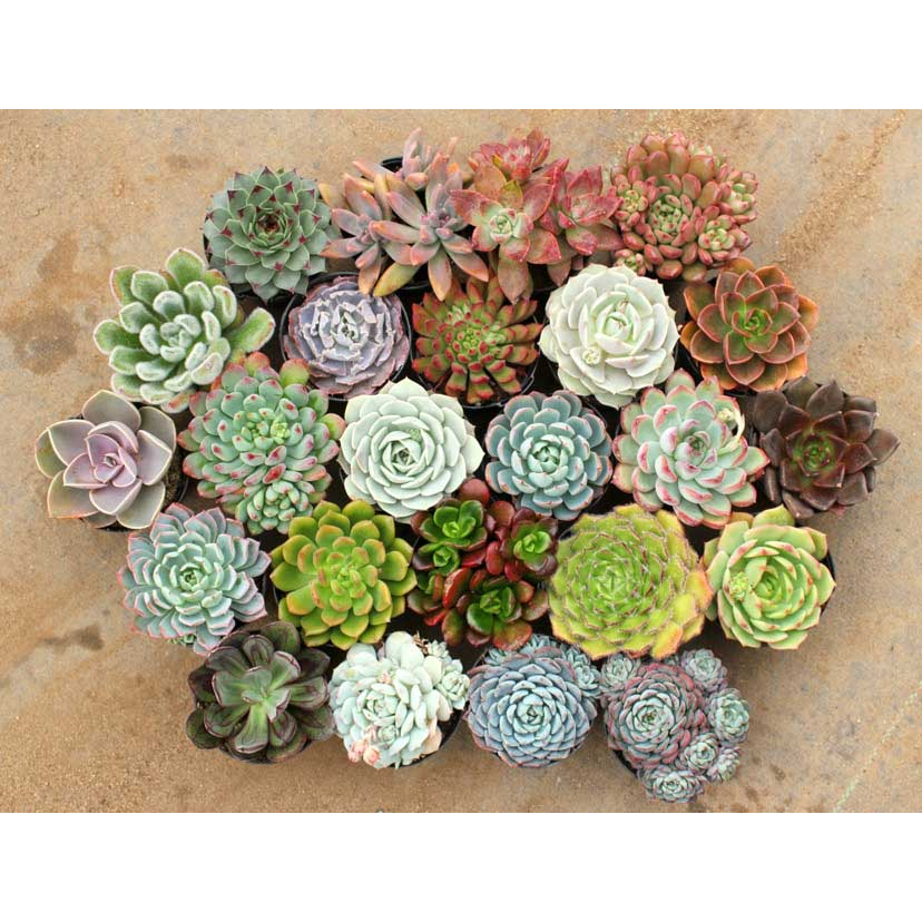 Hạt Giống Cây Sen Đá Mix  -