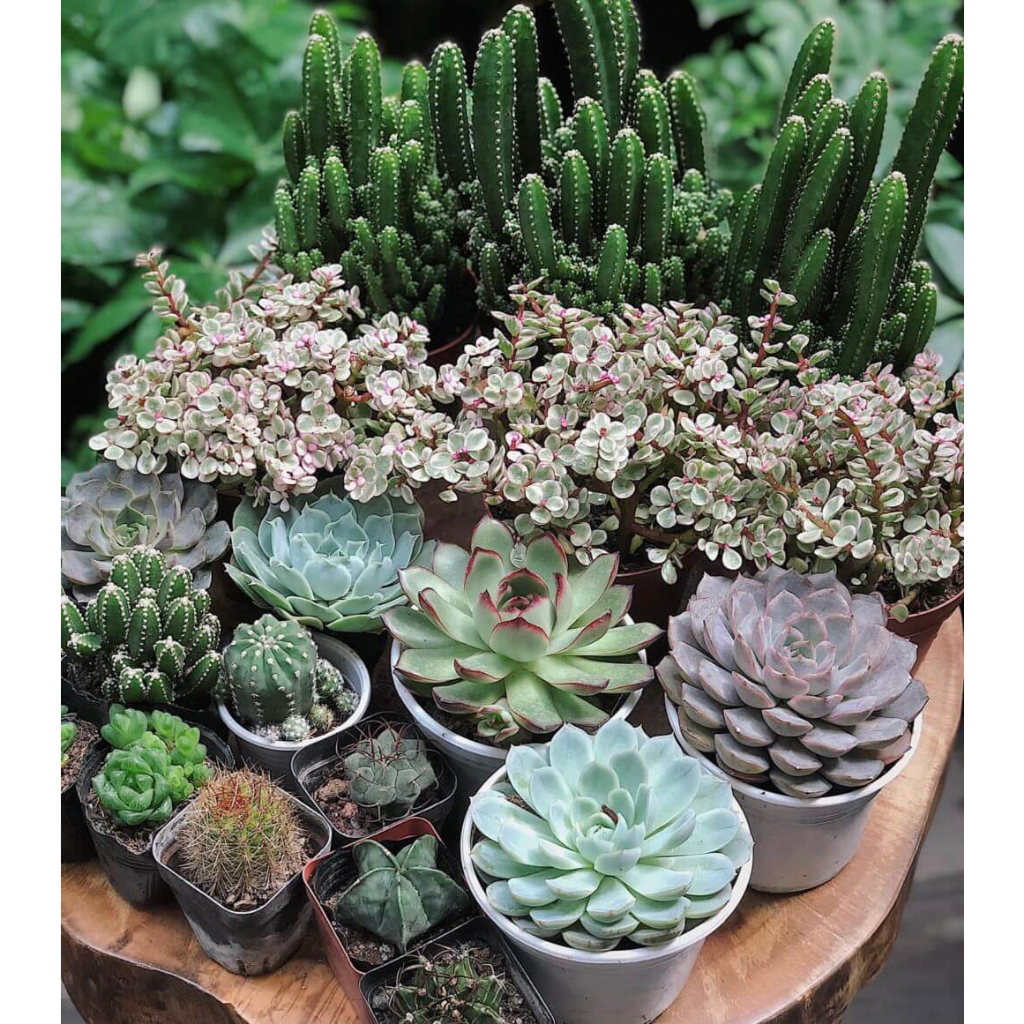 Hạt Giống Cây Sen Đá Mix  -