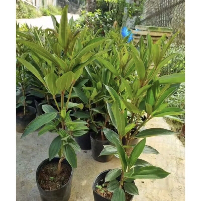 Cây mua úc thân to- cao 35-45 cm