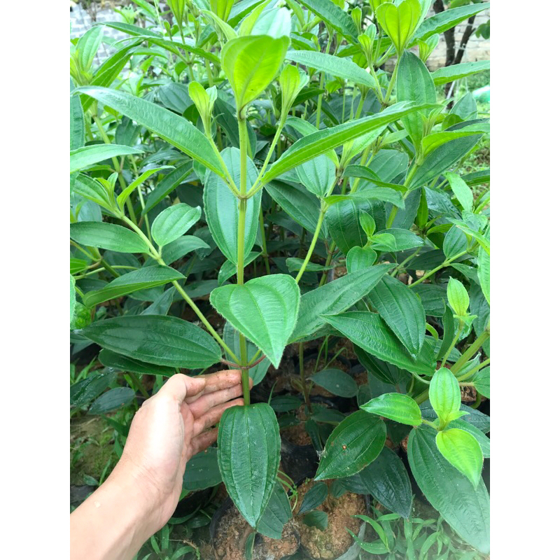Cây mua úc thân to- cao 35-45 cm