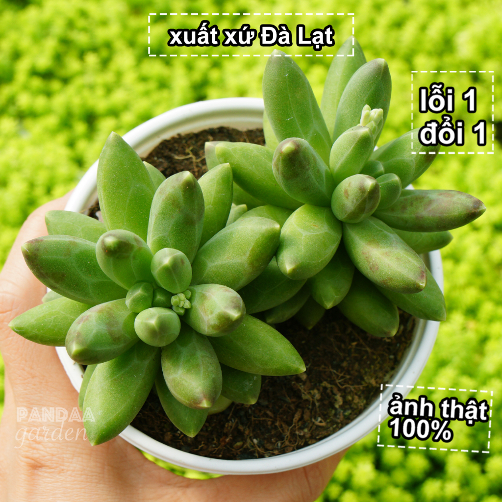 Sen Đá Kim Cương Xanh Size Trung 10-12cm, Sen Đá PANDAA GARDEN Xứ Đà Lạt Khoẻ Đẹp, Thích Nghi Mọi Khí Hậu, Lỗi 1 Đổi 1