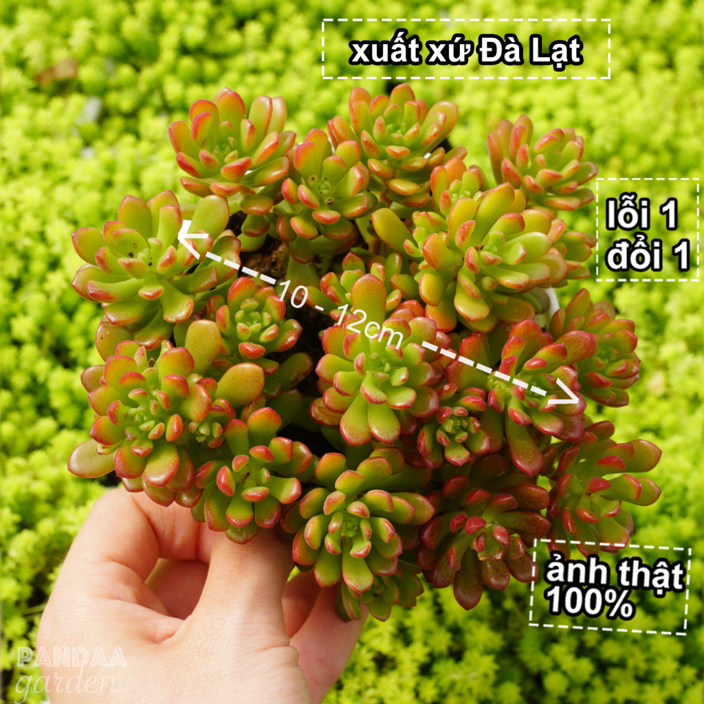 Sen Đá Sedum Kẹo Đỏ Đẹp Size 10-12cm, Vườn Sen Đá PANDAA GARDEN Xuất Xứ Đà Lạt, Thuần Mọi Khí Hậu, Lỗi 1 Đổi 1