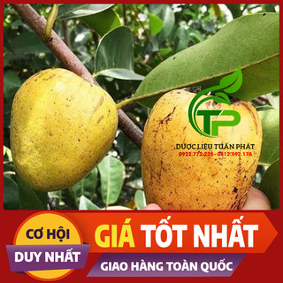 1kg Trái Bình Bát Chín Cây (Quả Bình Bát Chín Cây, Bình Bát Chín)