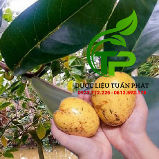 1kg Trái Bình Bát Chín Cây (Quả Bình Bát Chín Cây, Bình Bát Chín)