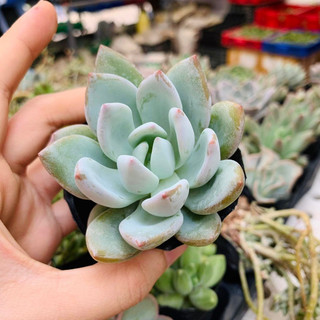 SEN ĐÁ SỎI PHA LÊ PHẤN TRẮNG SIÊU NUỘT