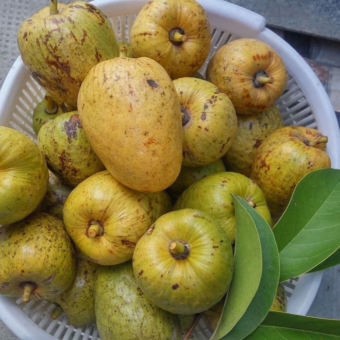 Trái Bình Bát Chín Cây 1kg