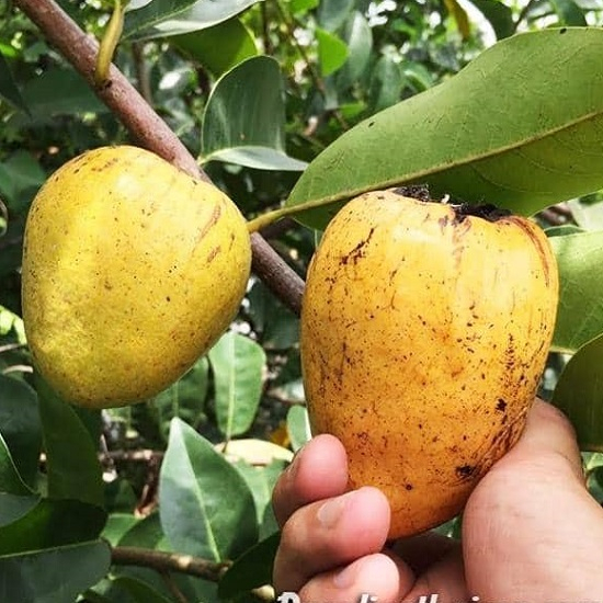 Trái Bình Bát Chín Cây 1kg