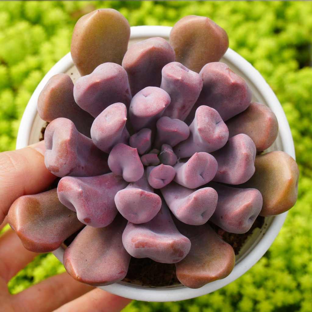 Sen Đá Cúc Ngón Tay Tím Giống Mới Size 10-12cm Siêu Lạ, Sen Đá PANDAA GARDEN Đà Lạt Thích Nghi Mọi Khí Hậu, Lỗi 1 Đổi 1