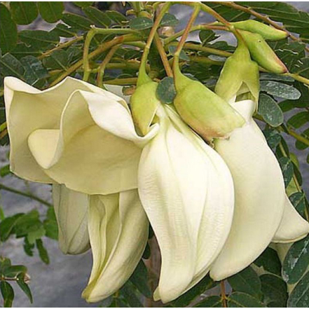 Hạt Giống Cây Bông So Đũa (2Gr) - Cực Dễ Trồng, Giàu Dinh Dưỡng - MUA 3 TẶNG 1 CÙNG LOẠI