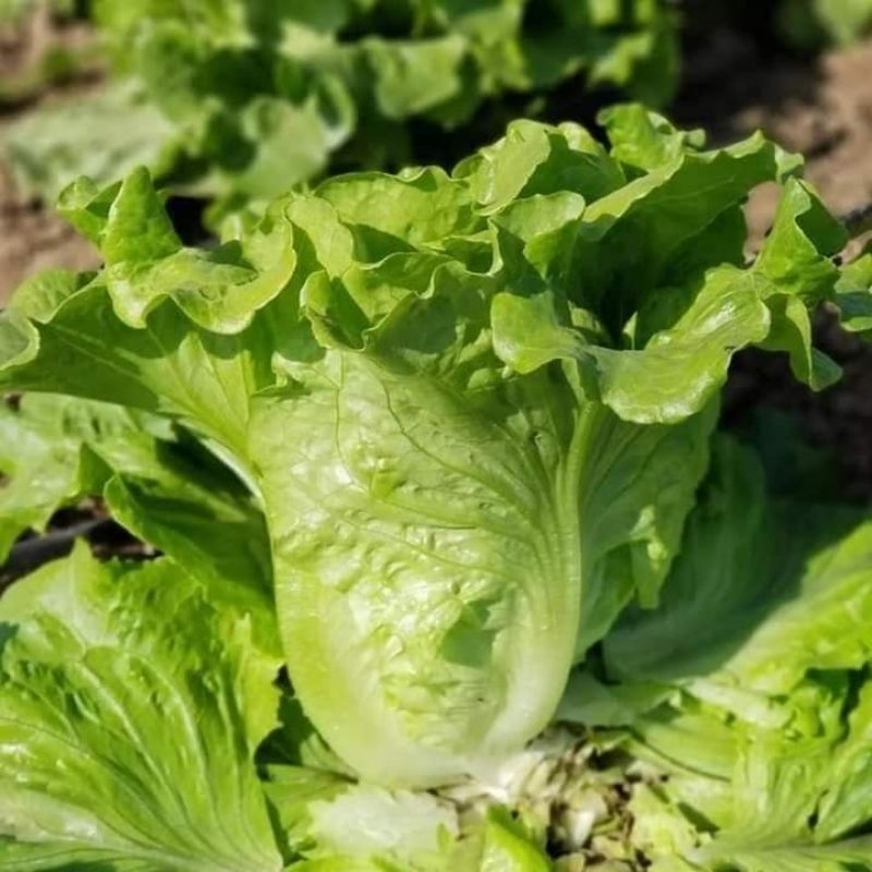 Hạt giống xà lách sa chu Hàn Quốc 5gram