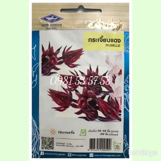 Hạt giống hoa atiso đỏ, hoa bụp giấm Thái Lan gói 120 hạt