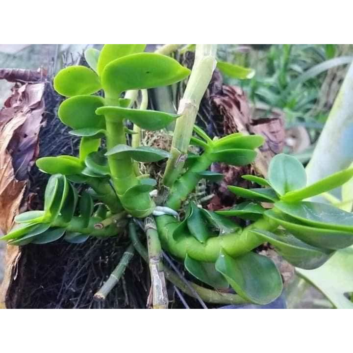 GÓI 50 VIÊN PHÂN BÓN TAN CHẬM SIÊU DƯỠNG CHẤT-TĂNG RỄ- NHIỀU HOA -GIÚP CÂY PHỤC HỒI NHANH