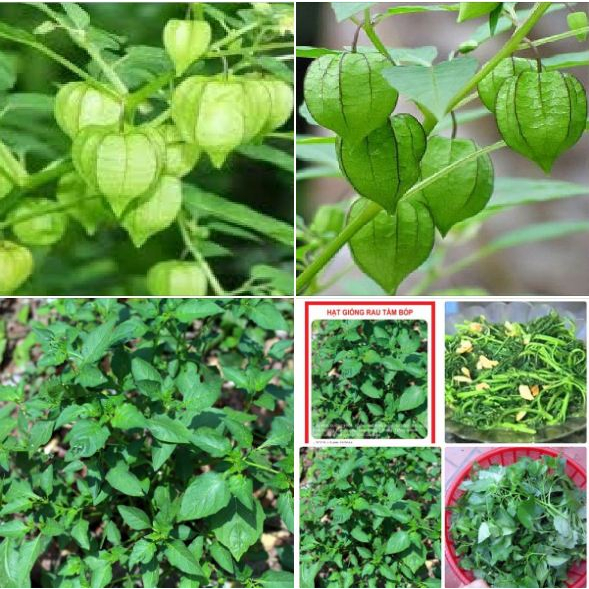 Hạt Giống Rau Tầm Bóp (Gói 50 Hạt) -[Vị mát, Giải độc - Dễ Trồng, Ăn ngon]