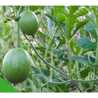 Hạt Giống Dưa Hấu Nụ (Gói 10 Hạt) -[Quả mọng, Ngọt mát - Dễ trồng, Siêu quả]