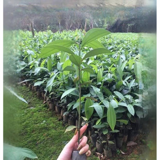 giống quế thơm lấy vỏ cao 40cm