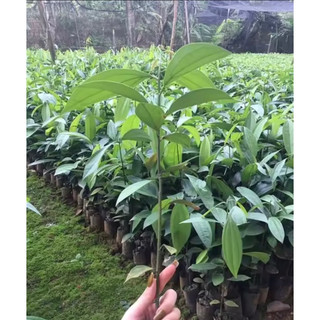 giống quế thơm lấy vỏ cao 40cm