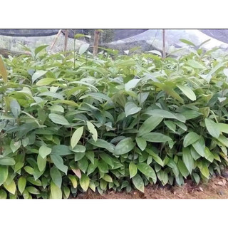 giống quế thơm lấy vỏ cao 40cm