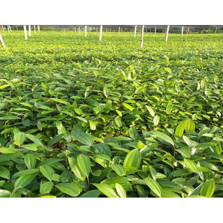 giống quế thơm lấy vỏ cao 40cm