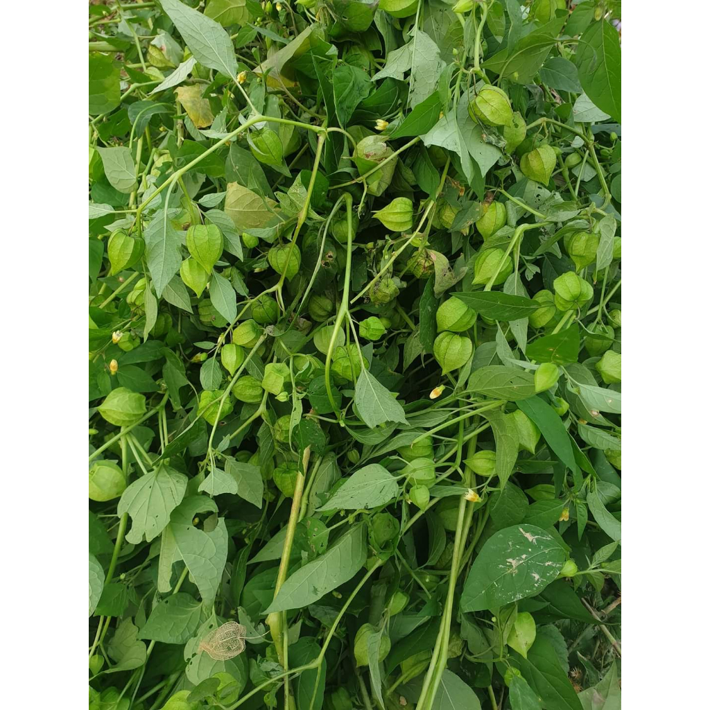 Giá sỉ 1kg Cây tầm bóp khô  Hỗ trợ tiểu đường