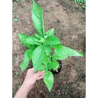 Cây giống húng tây Basil